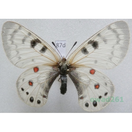 Parnassius maximinus Staudinger, 1891 Uzbekistan87d